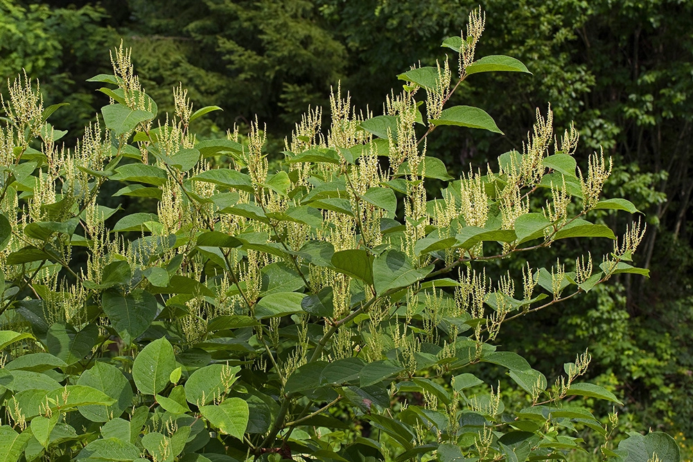 Богемская рейнутрия.