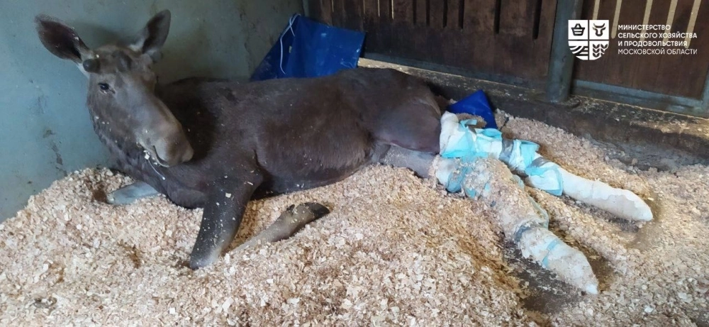 Лось Илюша.