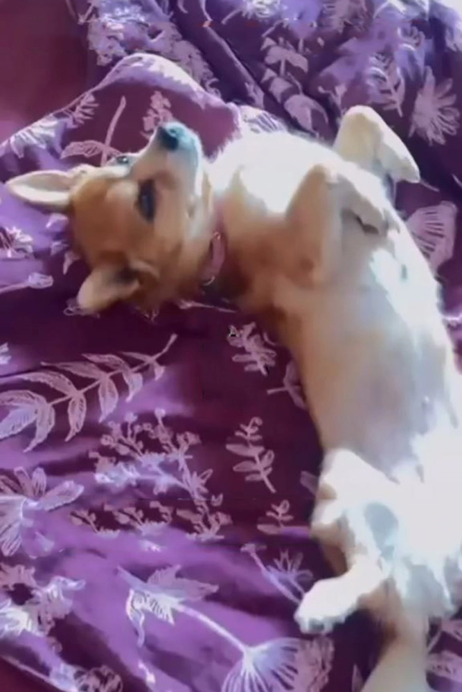 Собака Усольцевых.