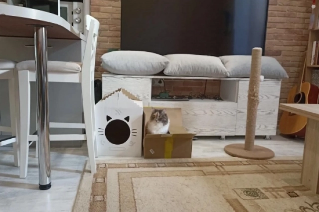 Какой бы не был у кошки красивый дом, она всегда выберет коробку.