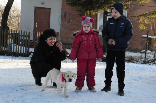 Сегодня у мальчика и его дружной семьи появился четвероногий друг - трехмесячный щенок лабрадора по кличке Есения.