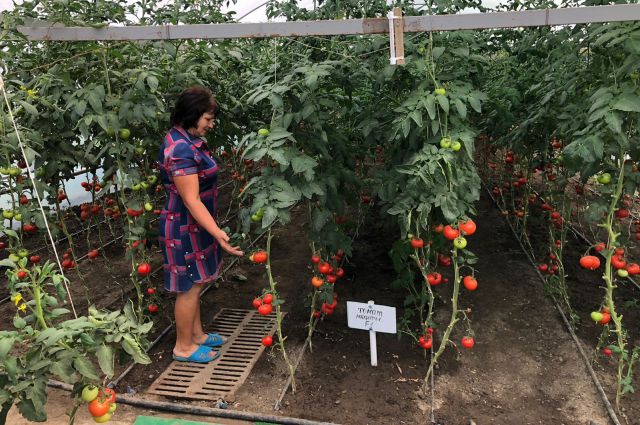 За три года Валентина Измайлова вырастила в теплице более 16 тонн огурцов и томатов.