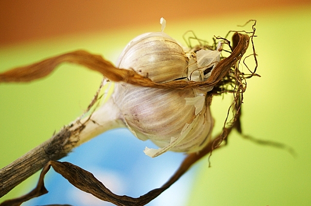 Чеснок очень полезен.