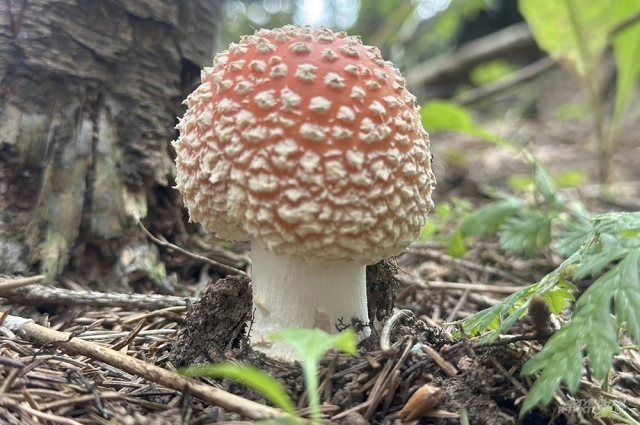 Мухоморы трогать не стоит.