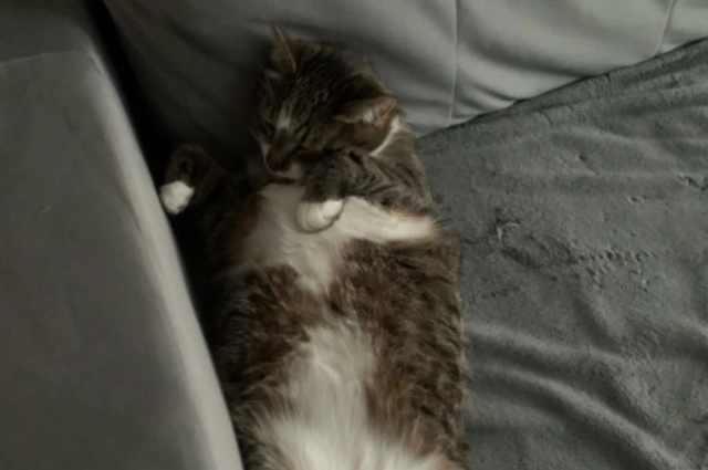 Как он мило лёг!