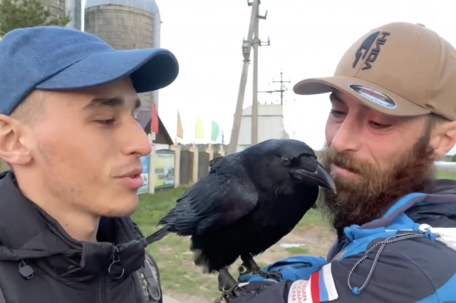 Александр Чугайнов, ворон Гоша и Артур Малиев.