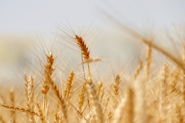 Валовый сбор зерна в 2017 году превысил 1,5 млн тонн.