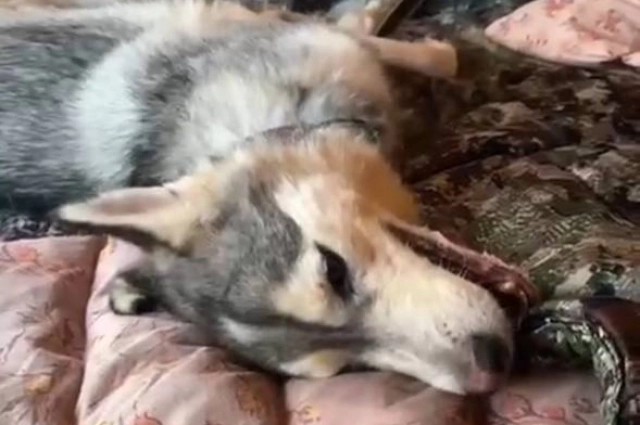 У одной из собак были сильнейшие судороги.