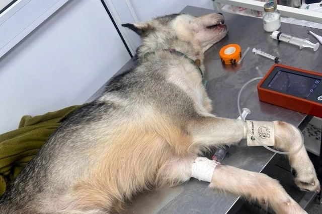 Собака Катя по дороге в клинику.