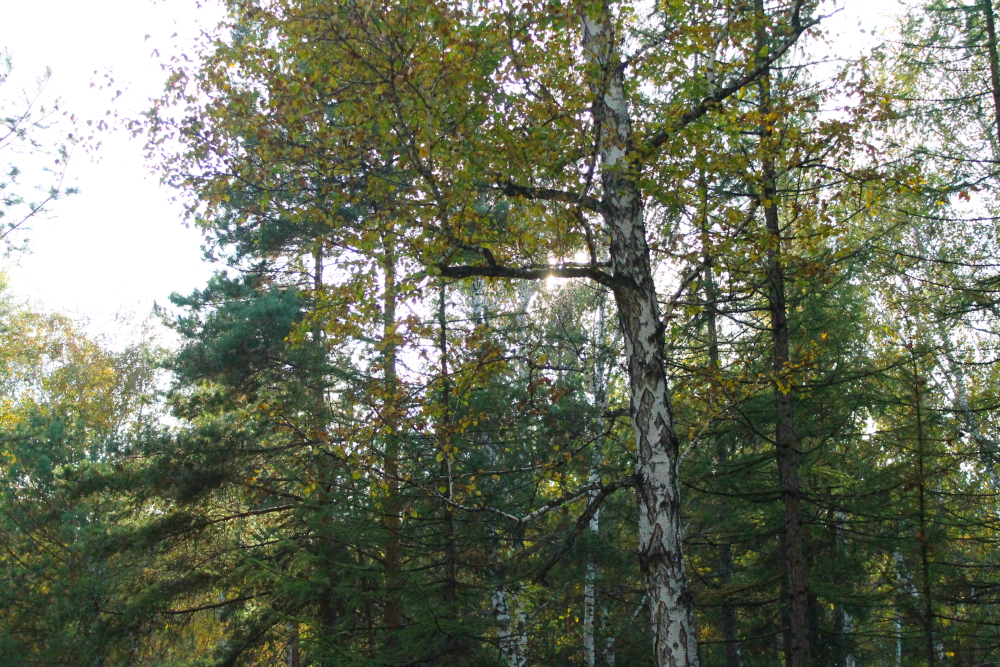 осень, лес, деревья,