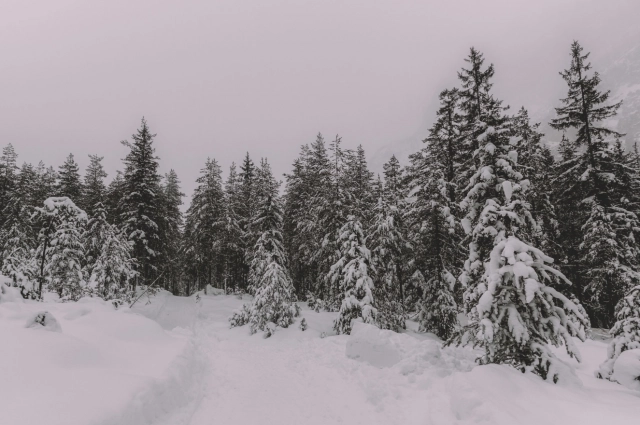 Медведи мигрируют в РТ из соседних регионов.