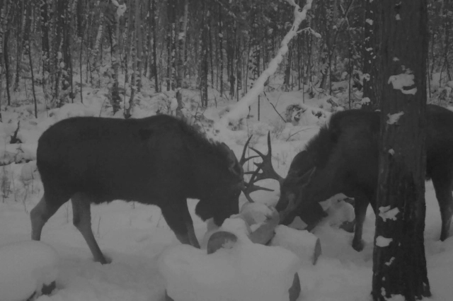 Лоси у солонца