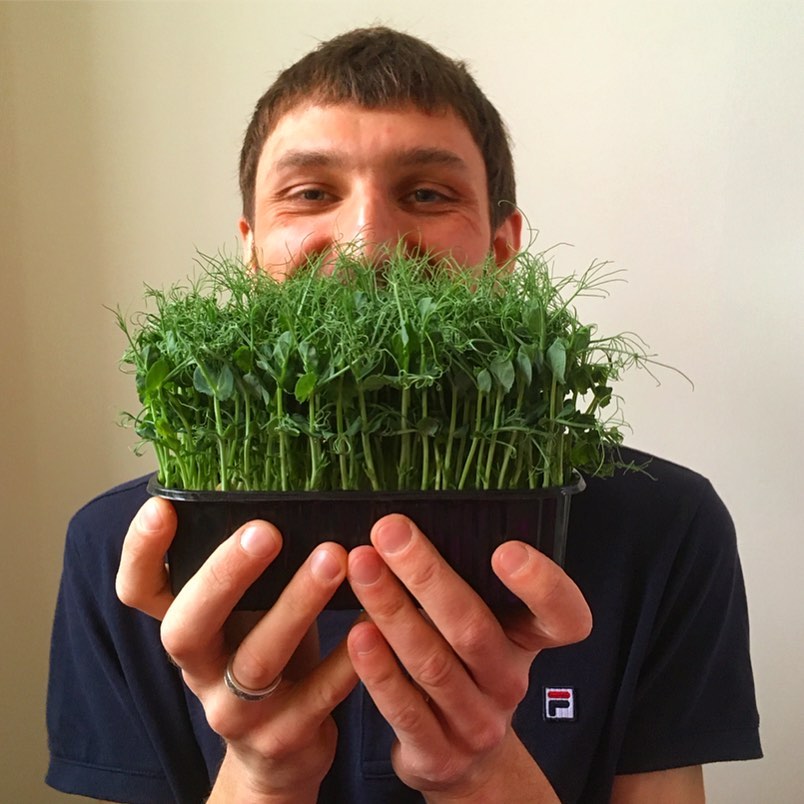 Микрозелень выращивают в небольших лотках