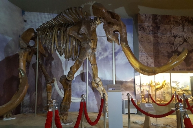Один из полных скелетов древнего мамонта в музее Азова.