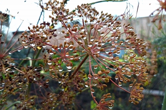 9 октября можно предугадать, будет погода в октябре дождливой или нет.