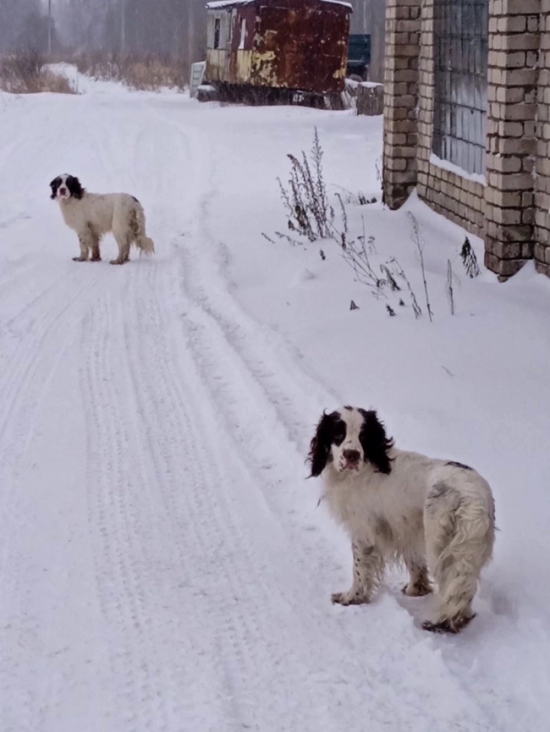 Все собаки - породистые 