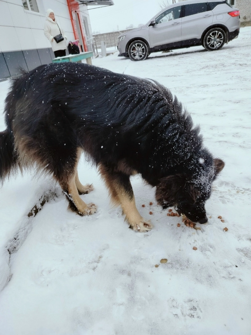 Люди подкармливали выброшенных собак