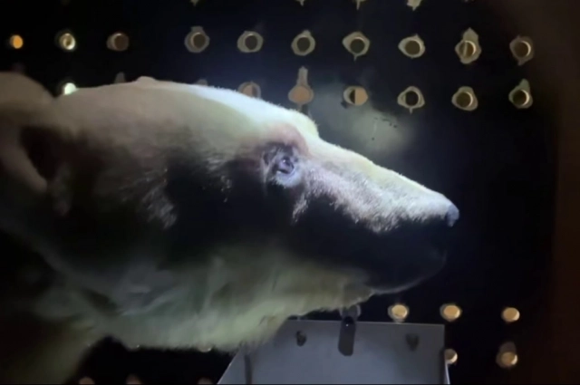 В Москву медведицу везли в специальном ящике.