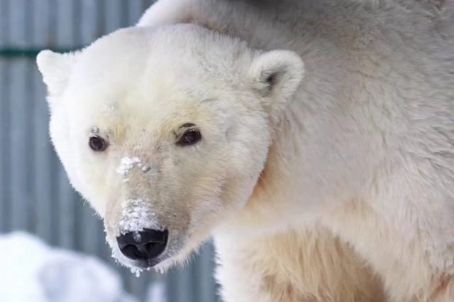 Спасенная белая медведица позирует перед камерами.