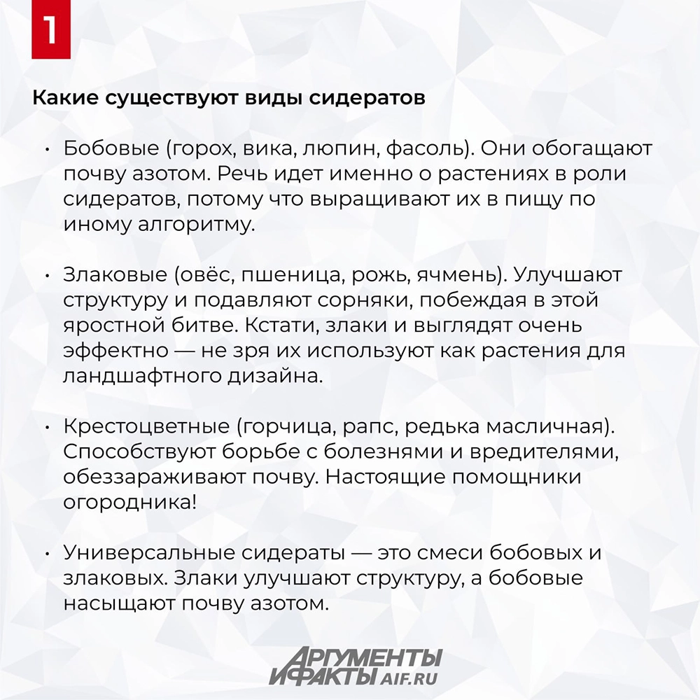 Как сидераты стоит посеять в августе