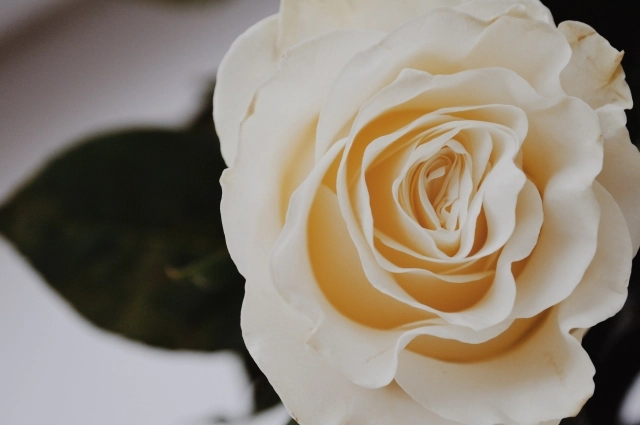 Родители предпочитают покупать один цветок, вместо целого букета.