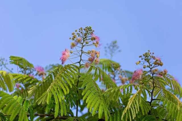 Мимоза хостилис (лат. Mimosa tenuiflora). 