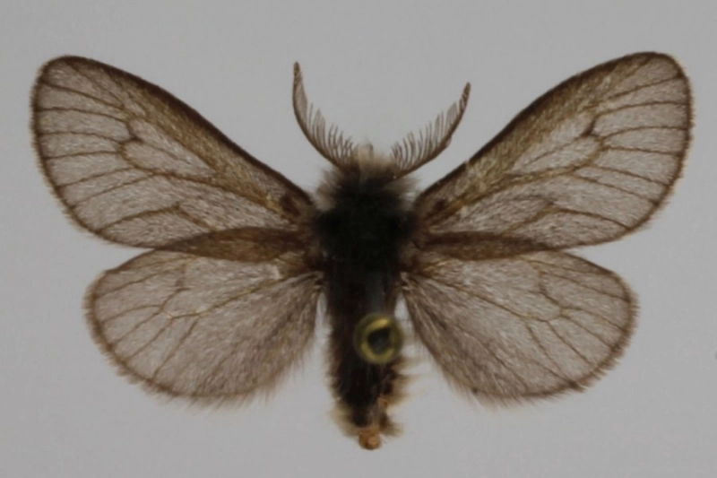 Бабочка рода Palaeoacanthopsyche.