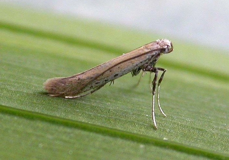 Моль Aspilapteryx tringipennella.