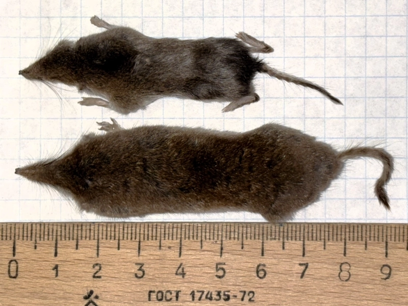 Бурозубки: малая и белобрюхая