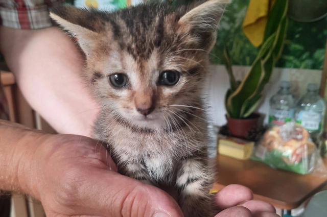 Такой пушистый комочек может стать надёжным борцом с депрессией и одиночеством.