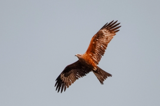 По следам легенд и тайн. Почему Невьянск – столица Демидовской империи?