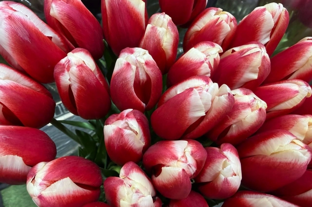 Края лепестков — главный показатель свежести тюльпанов.