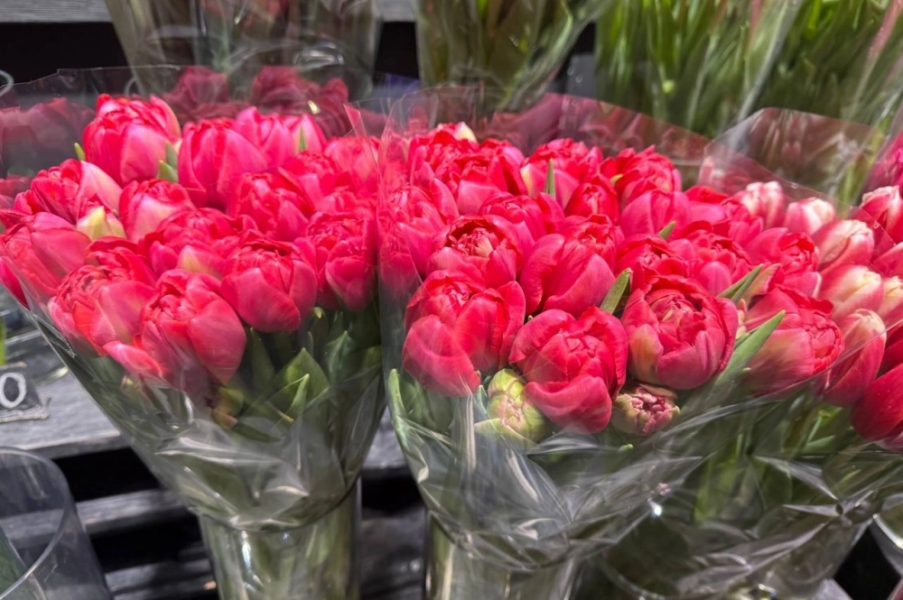 Средняя цена одного пионовидного тюльпана – 200 рублей. 