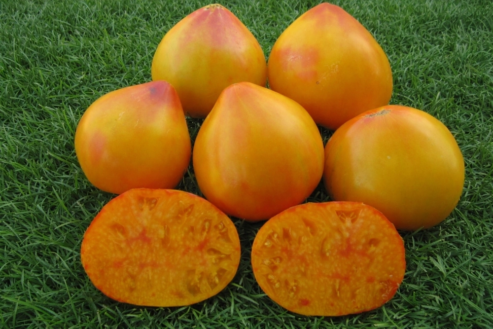 Оранжевый русский.