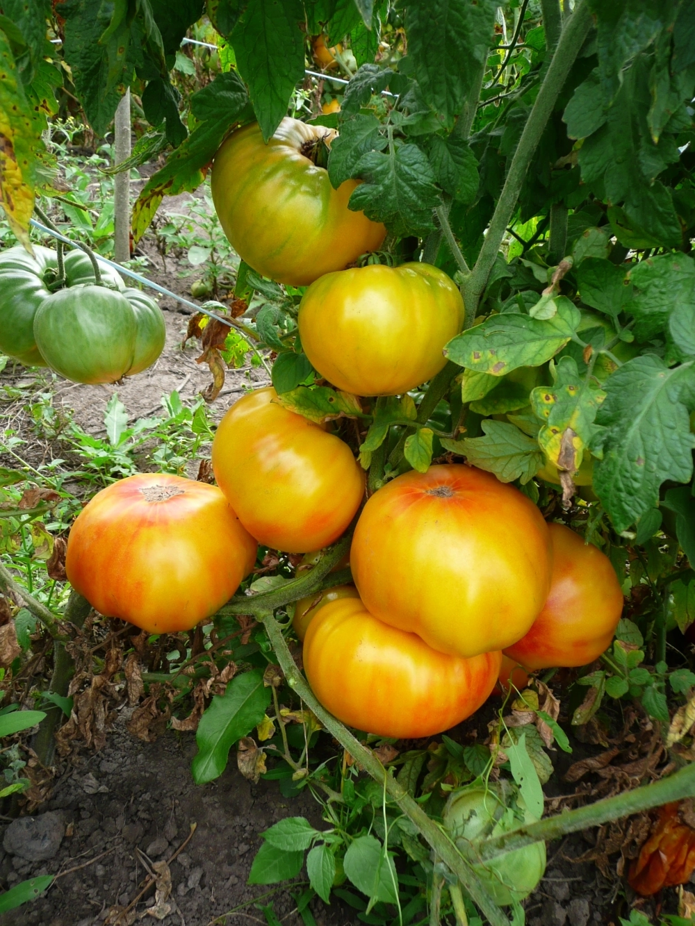 Томаты называют забавными названиями в разных случаях.