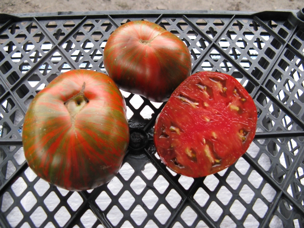 Шоколадный полосатый.