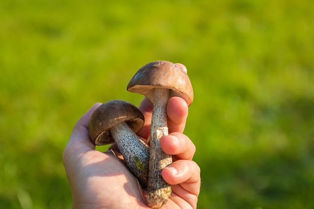 Если вы хотите мариновать грибы, выбирайте для этого маленькие и крепкие грибочки. 