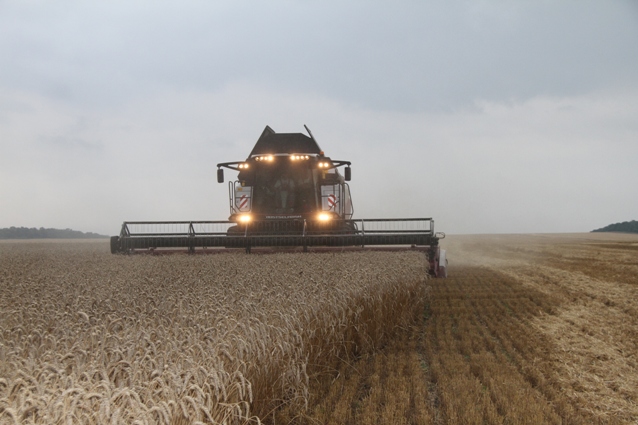 Вся собранная в округе пшеница - продовольственное зерно.