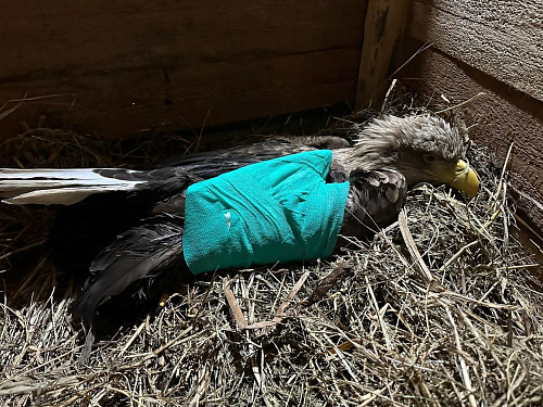 орлан-белохвост после операции