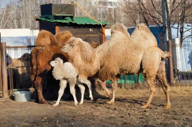 Мартик, Вика и их малышка Рада.