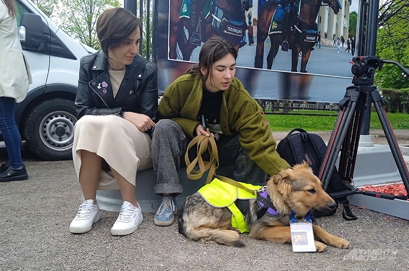 Акция «Четвероногий друг», фестиваль Пасхальный дар, выставка Четвероногий друг