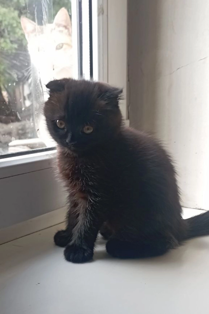 Котенок по кличке Стеша.