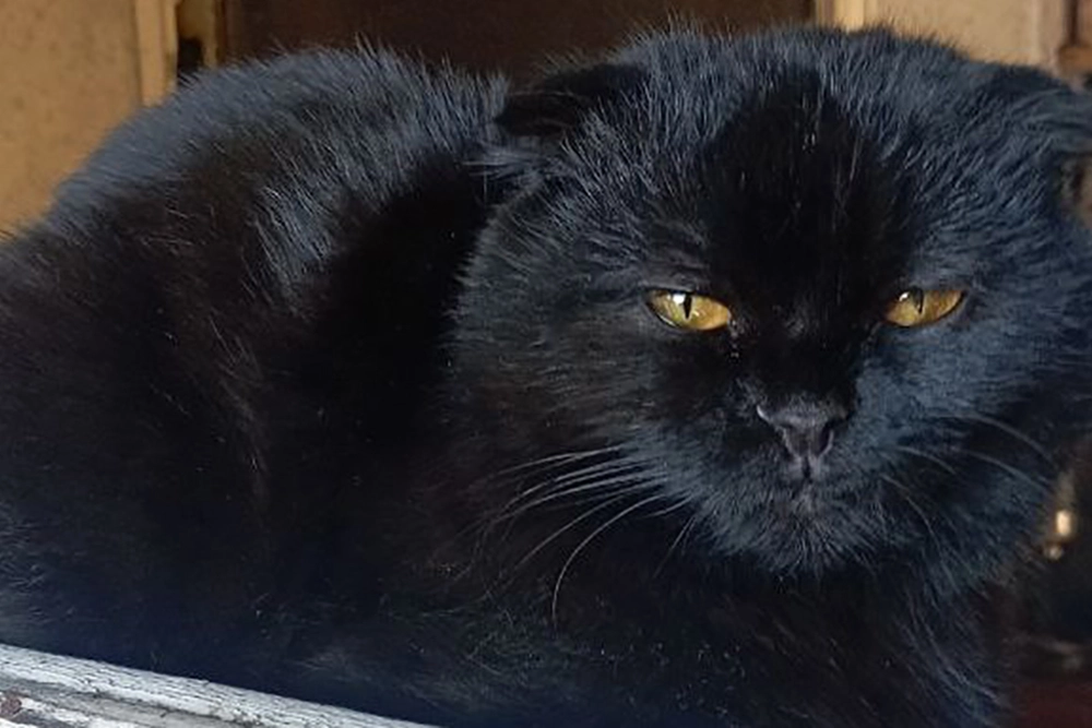 Кошка пропавшая после обстрела.