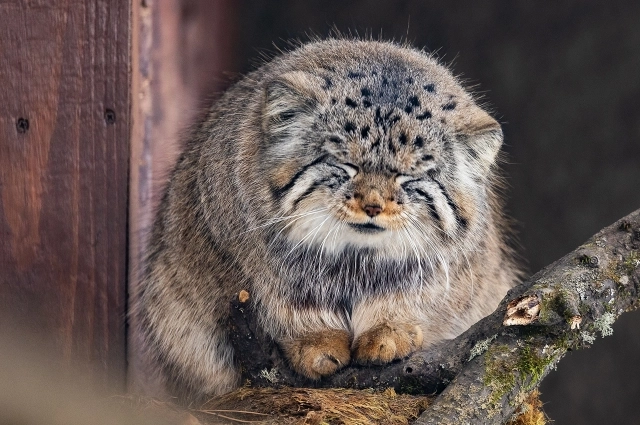 Манул Борис к лету похудел естественным образом. Фото: АиФ на Енисее/ Татьяна Рябова, Олег Чипура