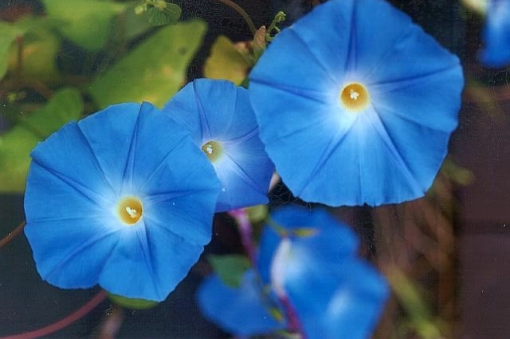 Ипомея трёхцветная (лат. Ipomoea tricolor) — однолетнее вьющееся травянистое растение рода Ипомея семейства Вьюнковые.