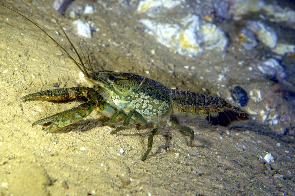 Мраморный рак