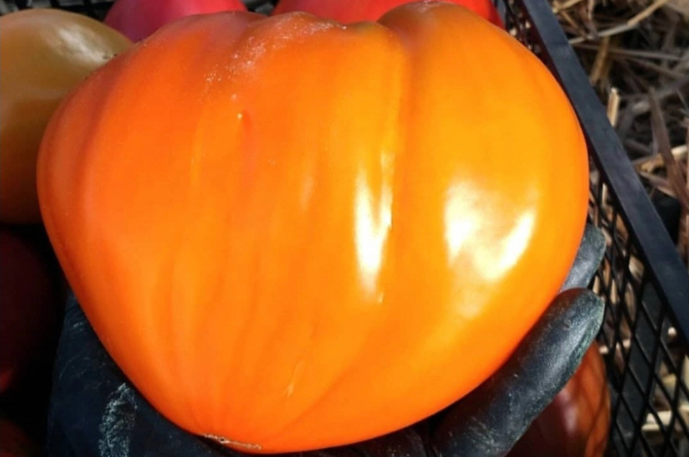 Ночная свеча.