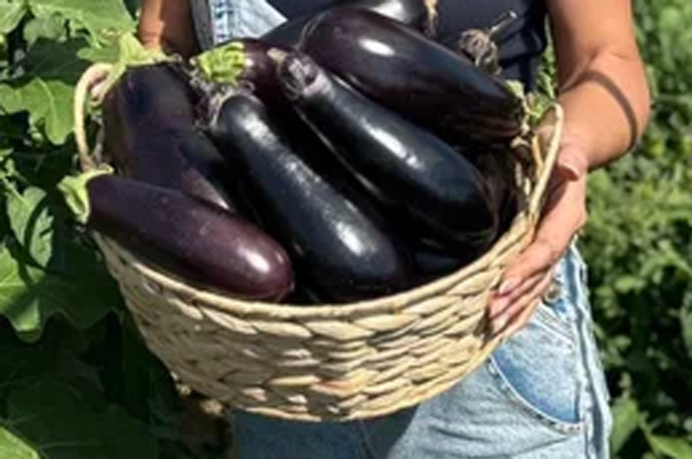 Блэк Джек F1.