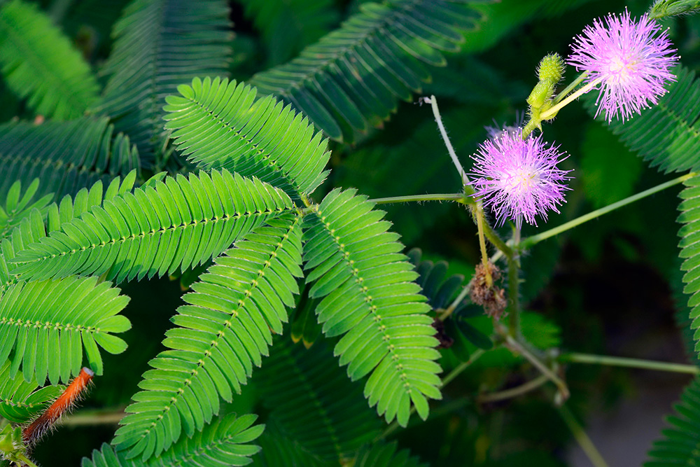 Мимоза хостилис (растение вида Mimosa tenuiflora).