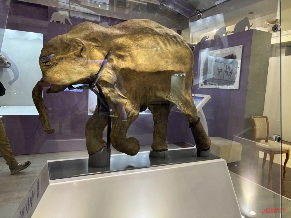 Мамонтенок Люба.